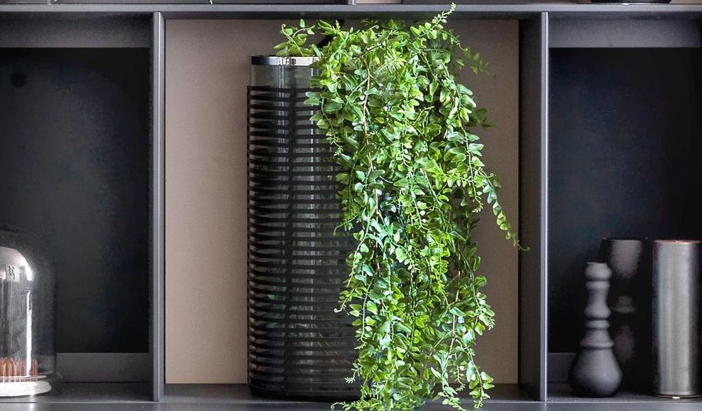 6 вьющихся растений, которые вы можете легко вырастить в квартире