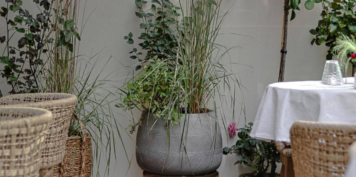 Растения в кашпо и интерьер