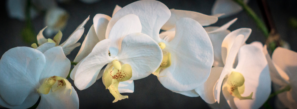 Искусственные орхидеи