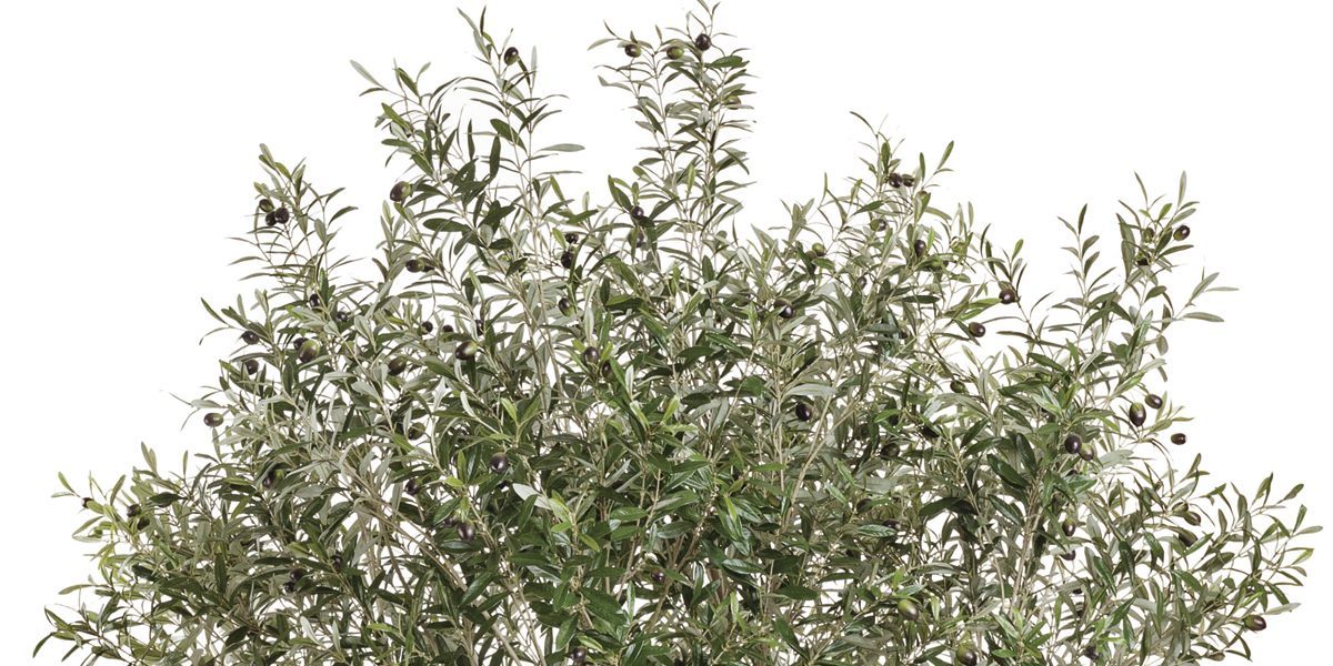 Обзор оливковых искусственных деревьев