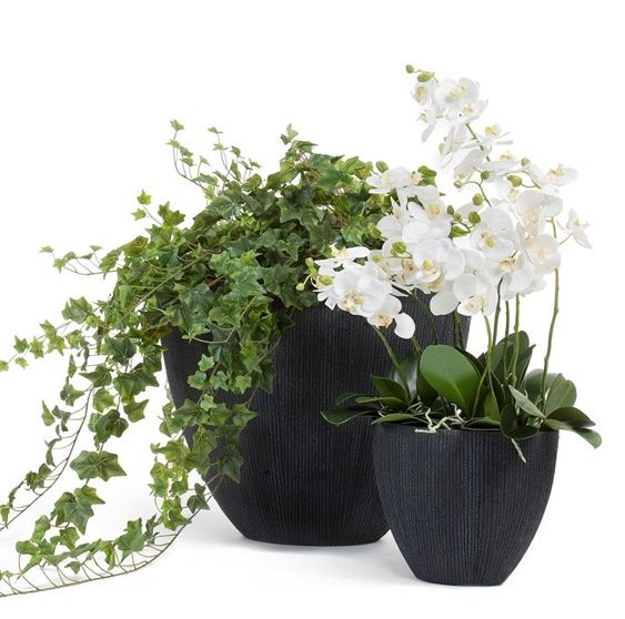 Белая орхидея в дизайнерском черном кашпо
