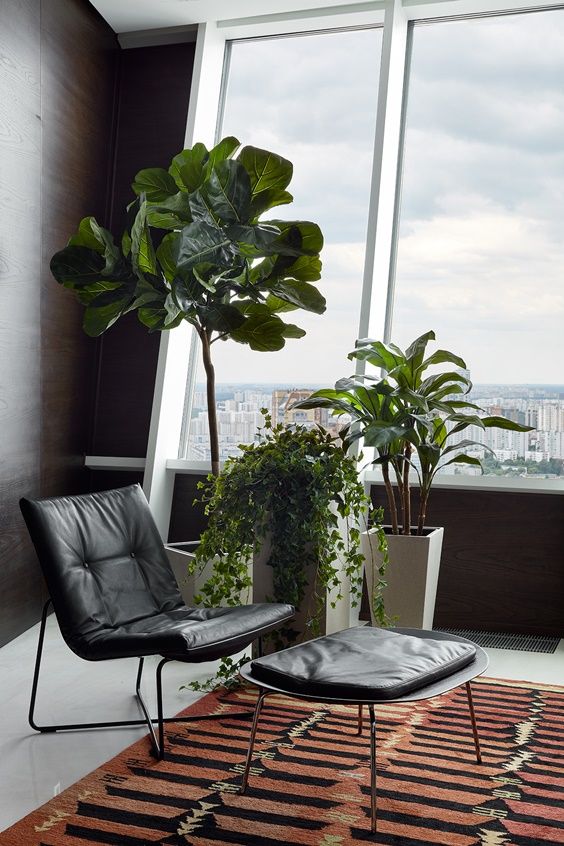 Высокие растения в кабинете