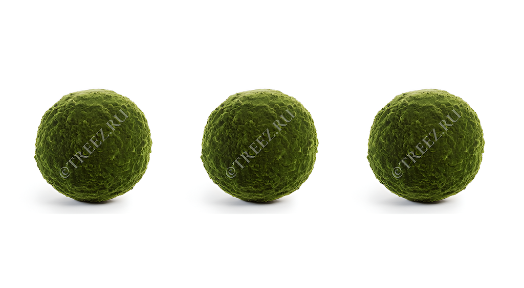 искусственные цветы treez скусственные цветы tree