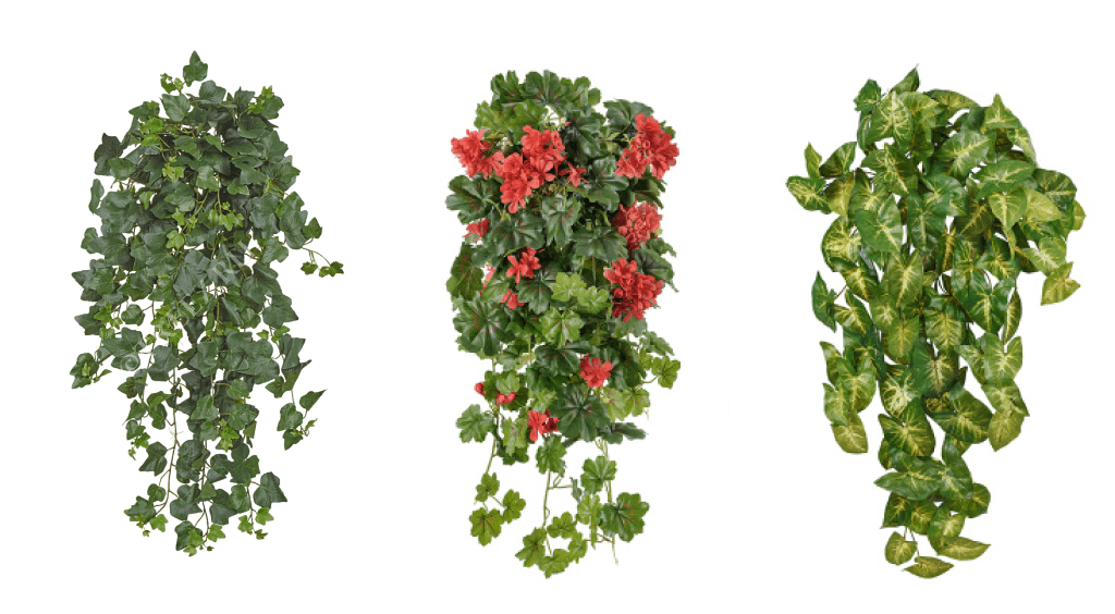 ампельные растения Treez ампельные растения Treez