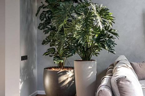 Свет, цвет, контраст: три кита фитодизайна