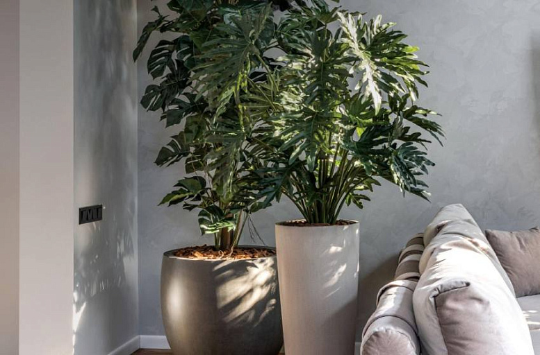 Свет, цвет, контраст: три кита фитодизайна