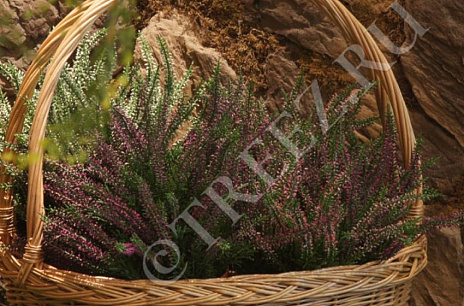 Искусственный вереск: лёгкость и изящество в интерьере