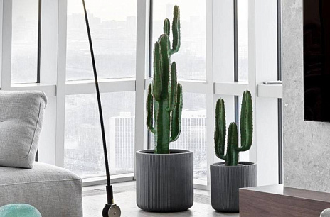 От анализа к действиям: как управлять контрастом в фитодизайне