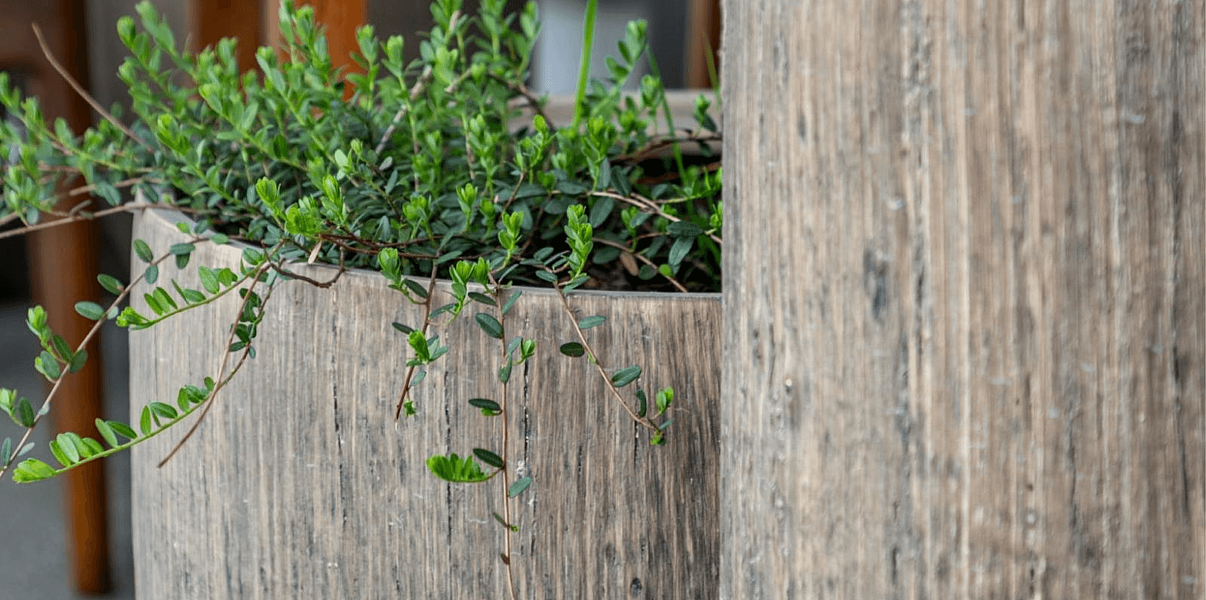 Кашпо TREEZ Effectory Wood: дерево, над которым не властно время