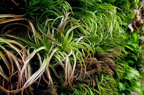 Искусственная тилландсия: необычная красота