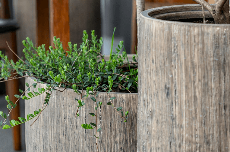 Кашпо TREEZ Effectory Wood: дерево, над которым не властно время