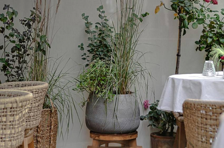 Растения в кашпо и интерьер. Принципы подбора и взаимодействия