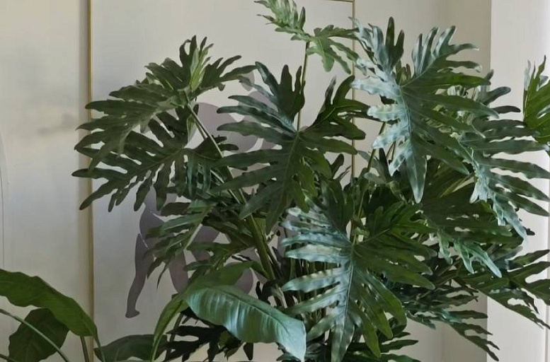 Искусственный филодендрон Селло: эффектная деталь современного интерьера
